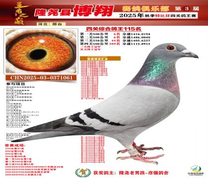 博翔特比四關(guān)鴿王115名