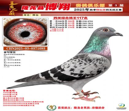 博翔特比四關(guān)鴿王117名