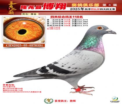 博翔特比四關(guān)鴿王118名