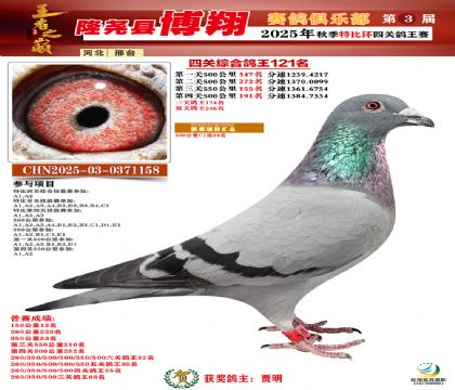 博翔特比四關(guān)鴿王121名