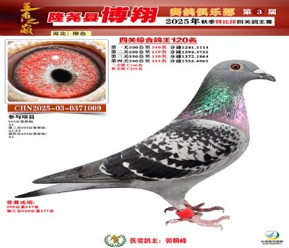 博翔特比四關(guān)鴿王120名