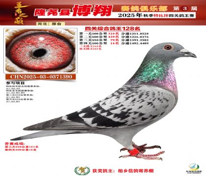 博翔特比四關(guān)鴿王128名