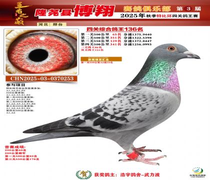 博翔特比四關(guān)鴿王136名