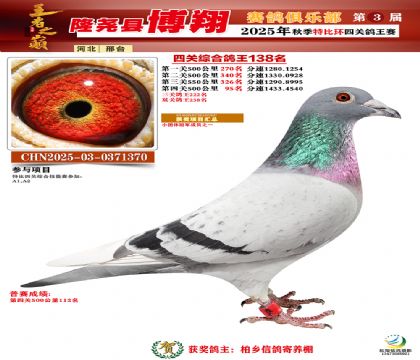 博翔特比四關(guān)鴿王138名