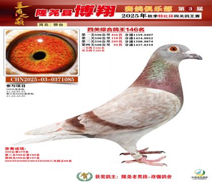 博翔特比四關(guān)鴿王146名