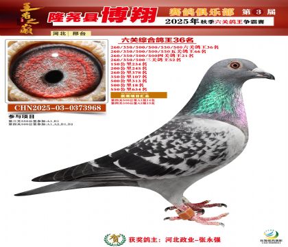 博翔六關(guān)鴿王36名