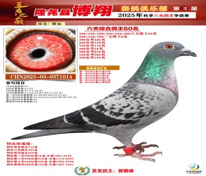 博翔六關(guān)鴿王60名