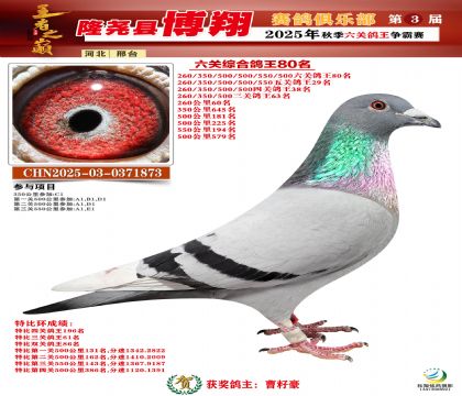 博翔六關(guān)鴿王80名
