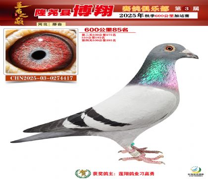 博翔600公里85名