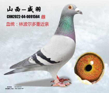 �ֲ������ؽ��H