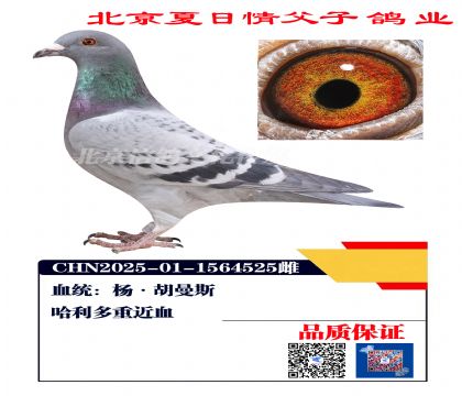 ������Ѫ4525