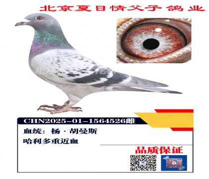 ������Ѫ4526