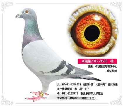 卓越星國(guó)際賽鴿中心 金環(huán)種鴿 638 雄