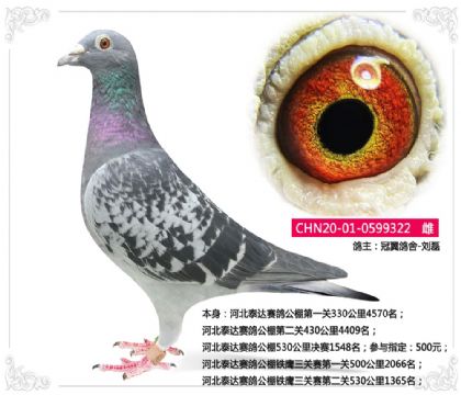 河北泰達(dá)賽鴿公棚530公里決賽1548名 雌
