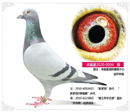 卓越星國(guó)際賽鴿中心 金環(huán)種鴿0034 雄