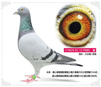 王志剛+吳昊--唐山春朝國(guó)際賽鴿公棚大春棚決賽1886名