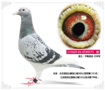 北京國(guó)信達(dá)賽鴿公棚510公里決賽799名 雌