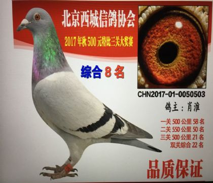 肖淮--北京西城鴿會(huì)三關(guān)綜合8名 雌