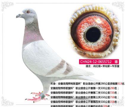 安徽政翔悍將聯(lián)盟杯”職業(yè)鴿舍公開賽四關(guān)綜合209名 雄