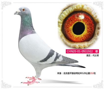 北京昌平鴿會(huì)特比環(huán)520公里153名 雄