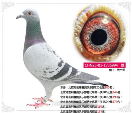 北京紅吉利賽鴿俱樂部三關(guān)綜合135名 雌