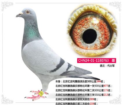 北京紅吉利賽鴿俱樂部三關(guān)綜合159名 雌