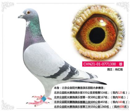 北京眾益陽光賽鴿俱樂部第一關(guān)500公里院內(nèi)90名 雄