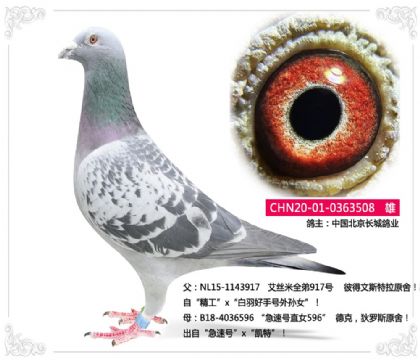 中國(guó)北京長(zhǎng)城鴿業(yè)---彼得文斯特拉508 雄