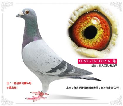 左力平--任丘浩騰俱樂部參賽鴿216 雄