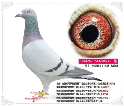 安徽政翔悍將聯(lián)盟杯”職業(yè)鴿舍公開賽四關(guān)綜合359名