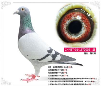 北京海淀鴿會(huì)雙關(guān)對(duì)抗賽北京開創(chuàng)者賽鴿俱樂部雙關(guān)綜合16名