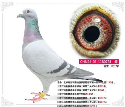 北京紅吉利賽鴿俱樂部雙關(guān)賽綜合224名 雌