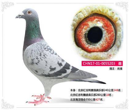 肖淮--北京紅吉利賽鴿俱樂部280公里10名 雌