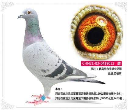 河北石家莊元氏至尊藍(lán)天賽鴿俱樂部特比環(huán)012 雌