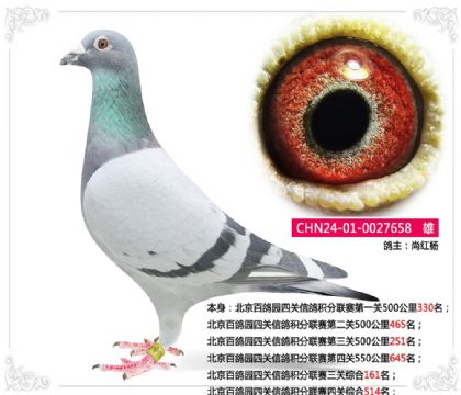 北京百鴿園四關(guān)信鴿積分聯(lián)賽三關(guān)綜合161名 雄