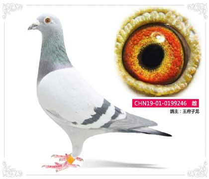 王府子龍--246 雌