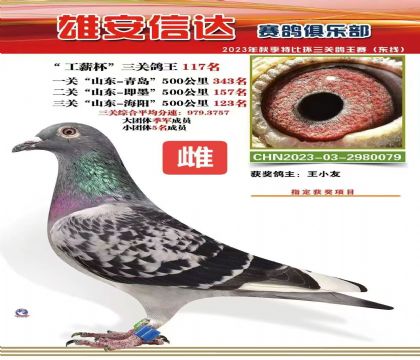 河北保定雄縣信達(dá)賽鴿俱樂部三關(guān)綜合117名 雌
