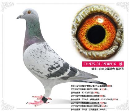 遼寧興城VIP賽鴿公棚300公里第一關(guān)325名 雄