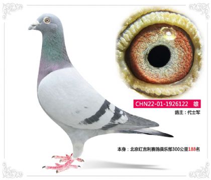 北京紅吉利賽鴿俱樂部300公里188名 雄