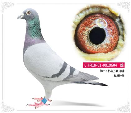 北京億豐萬豪-李甫 私環(huán)種鴿604 雄