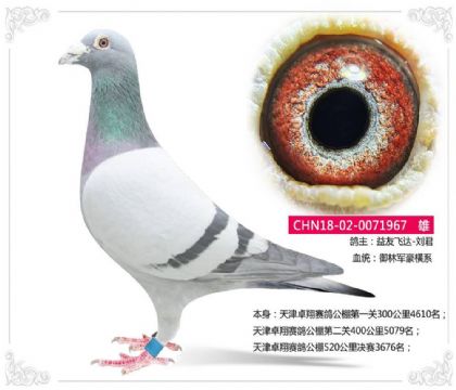 益友飛達(dá)-劉君--御林軍豪橫系967 雄