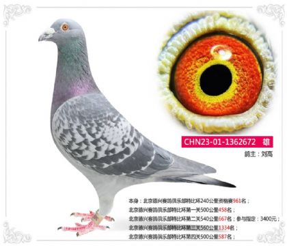 劉高--北京德興賽鴿俱樂部特比環(huán)672 雄