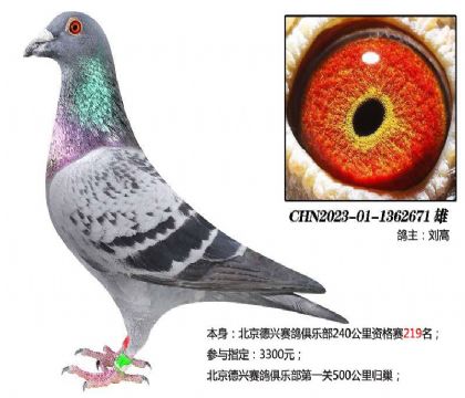 劉高--北京德興賽鴿俱樂部特比環(huán)671 雄