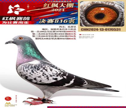 貴州紅楓賽鴿中心(大棚)第四關(guān)448公里決賽816名