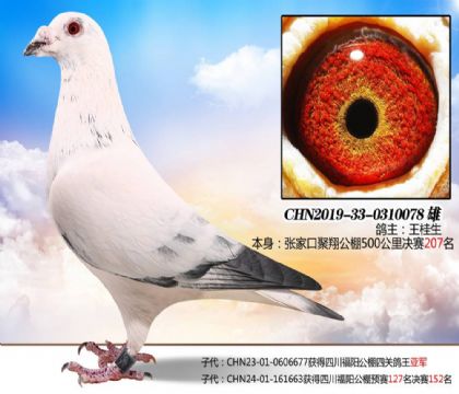 張家口聚翔國(guó)際賽鴿公棚500公里決賽207名 雄