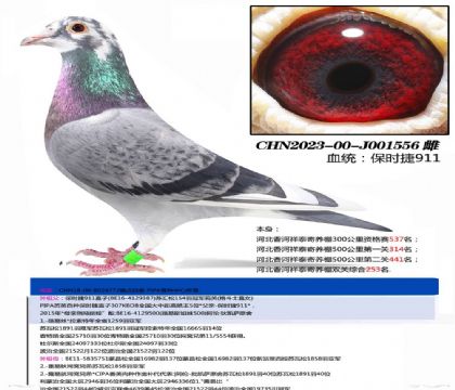 河北香河祥泰國(guó)際賽鴿俱樂部雙關(guān)綜合253名 雌