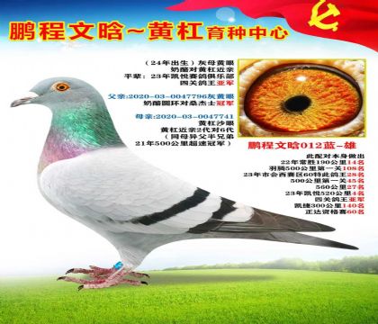 奶酪圓環(huán)對桑杰士冠軍X黃杠近親2代對6代