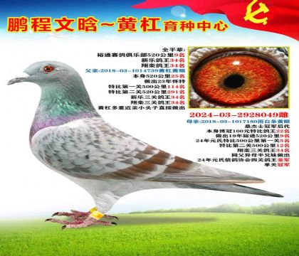 黃杠近親X桑杰士冠軍后代