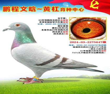 羽騰鴿王總冠軍全平輩X裕通鴿王18名兒子