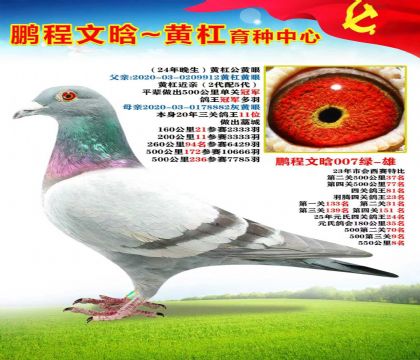 黃杠近親X三關(guān)鴿王11位